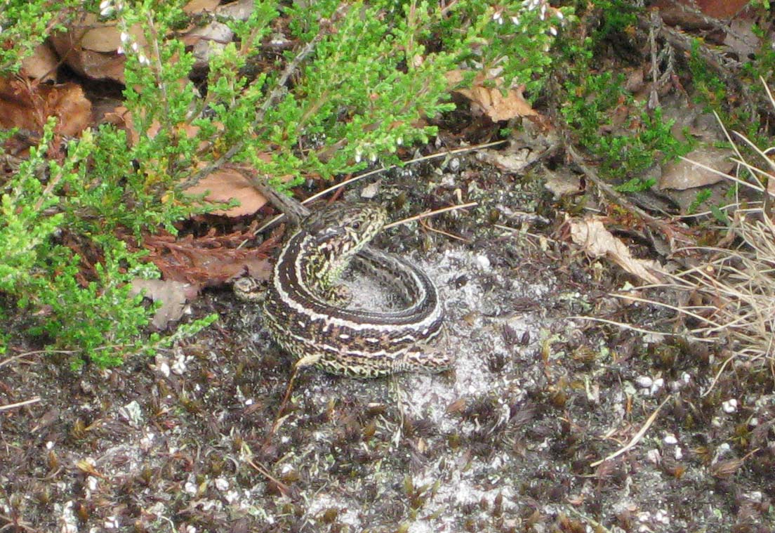 Lacerta Agilis e Zootoca Vivipara.